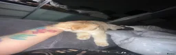 Scottish Fold cats for sale: Beautiful Scottish Fold Male - Advert 3