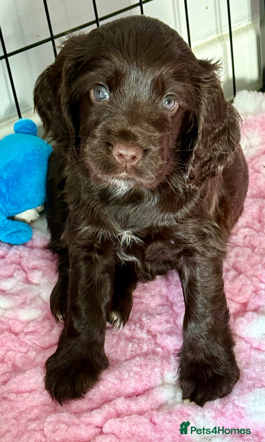 Cocker Spaniel dogs for sale: Beautiful Cocker Spaniel Pups - Image 24