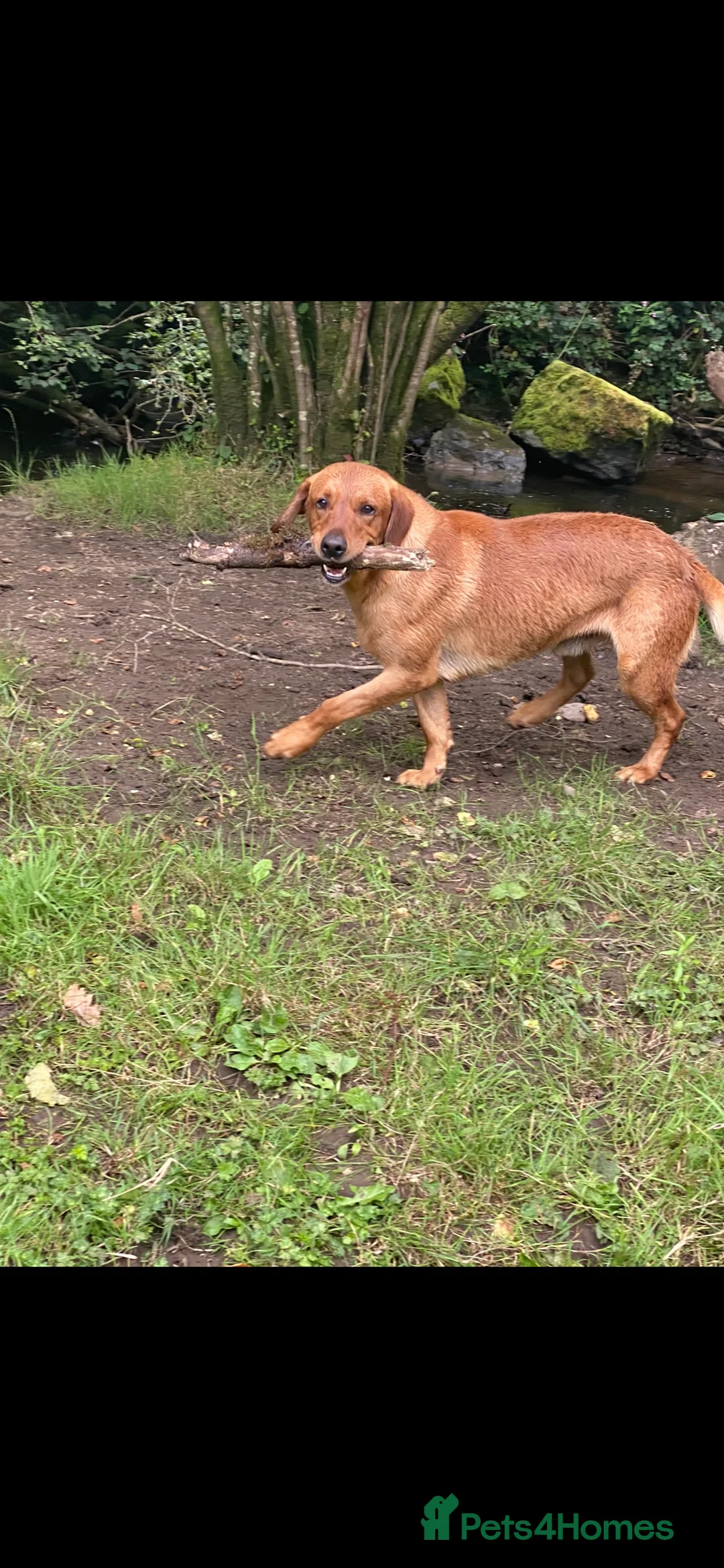 Labrador Retriever dogs for stud: fox Red extensively health tested 0-0 hips in Swansea - Advert 15
