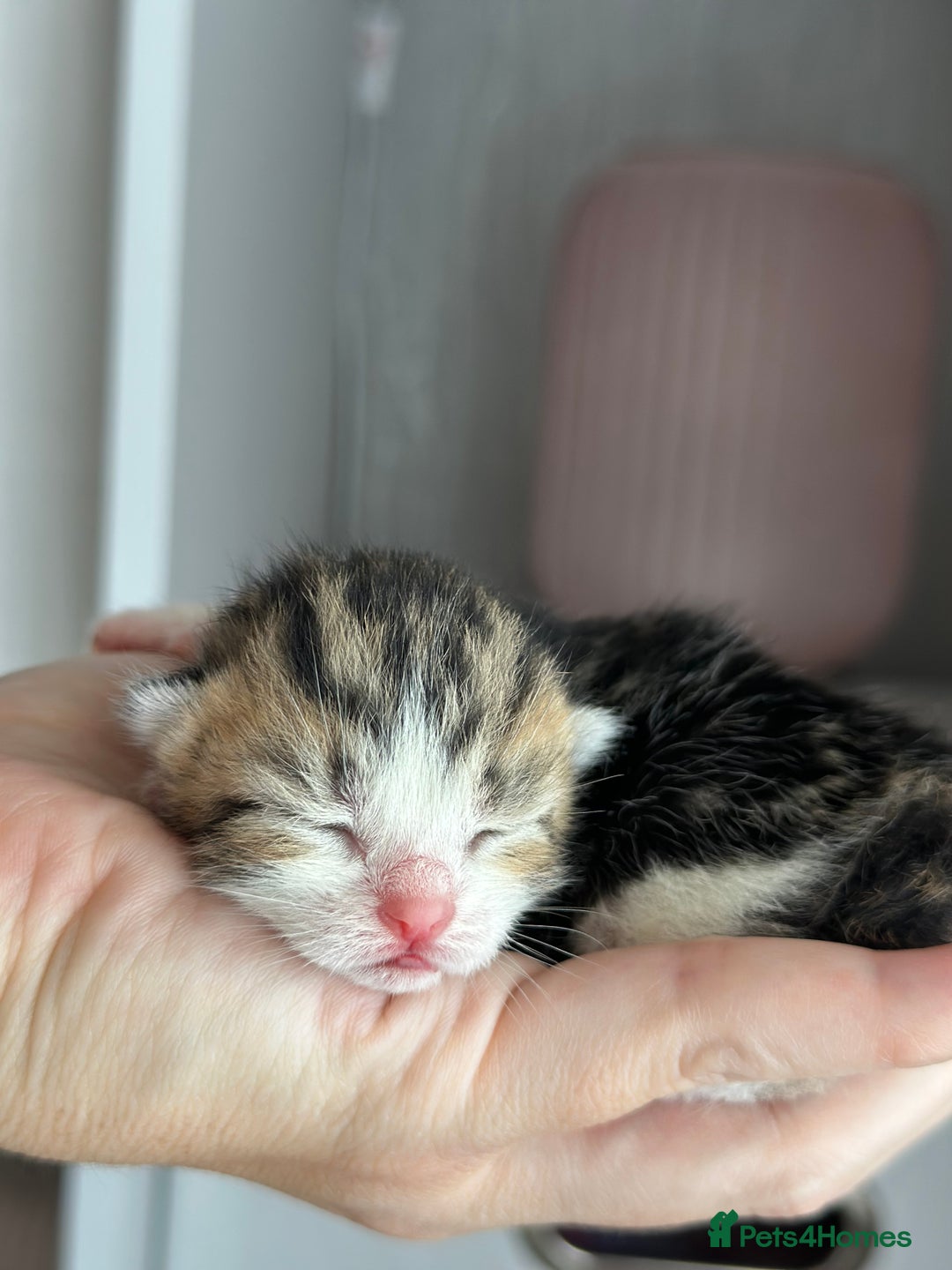 Mixed Breed cats for sale: Beautiful Tabby Kittens For Sale  - Image 11