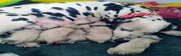 Dalmatian dogs for sale: KC Show Quality Rare LUA Dalmatian Puppies - Advert 3