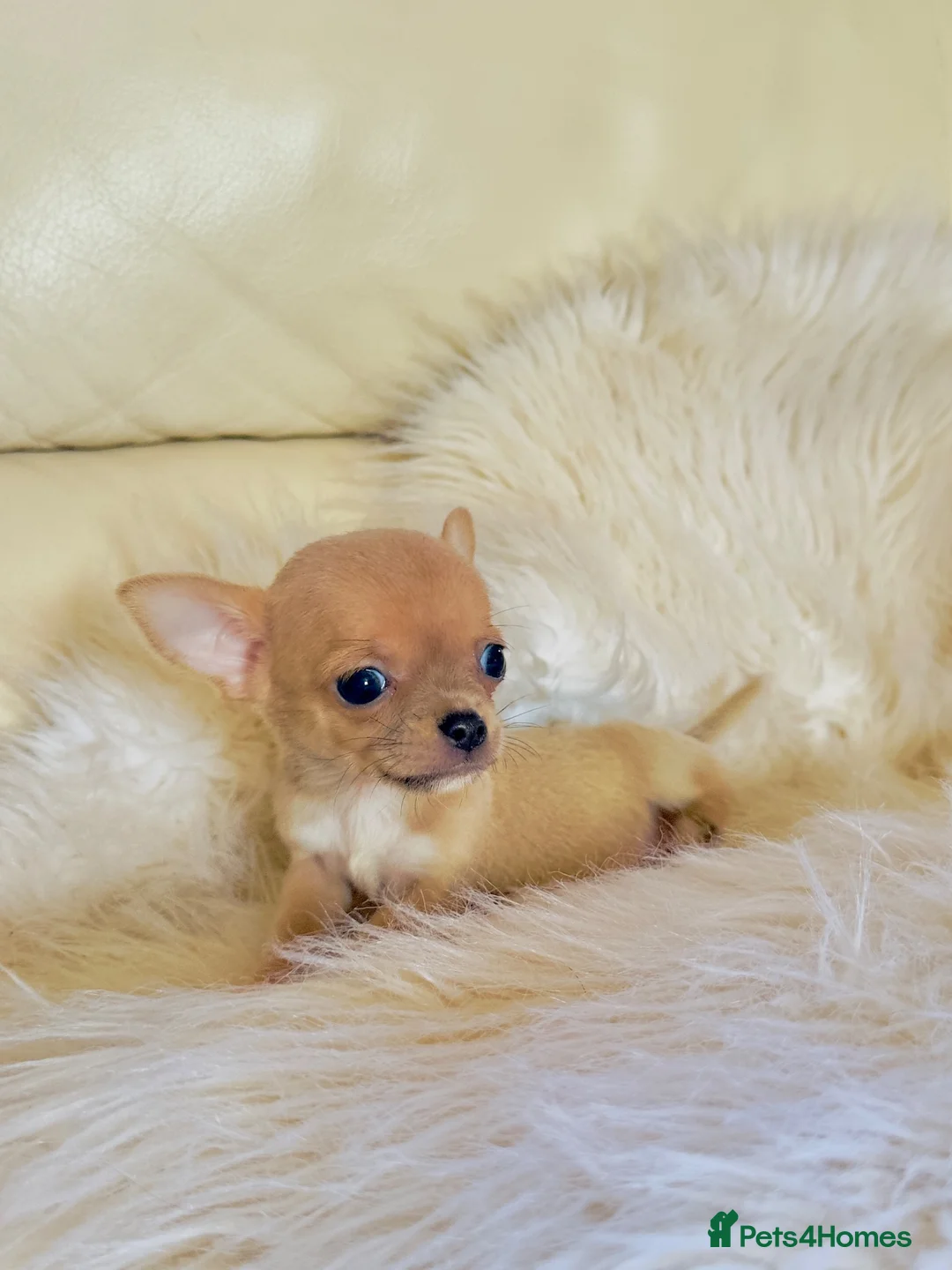 Chihuahua dogs for sale: 3 Male Extra Extra Small Chihuahua pups - Advert 40