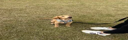Labradoodle dogs for sale: 5 Month Old Girl Labradoodle for her forever home - Advert 7