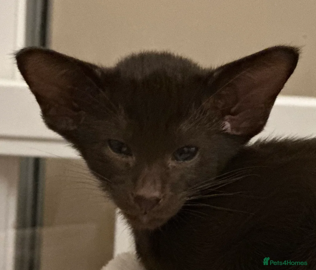 Siamese cats for sale: Siamese and Oriental kittens - Advert 5