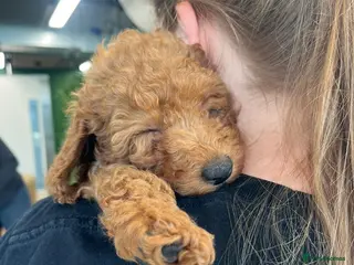 Poodle dogs Home bred miniature poodles - Advert 3