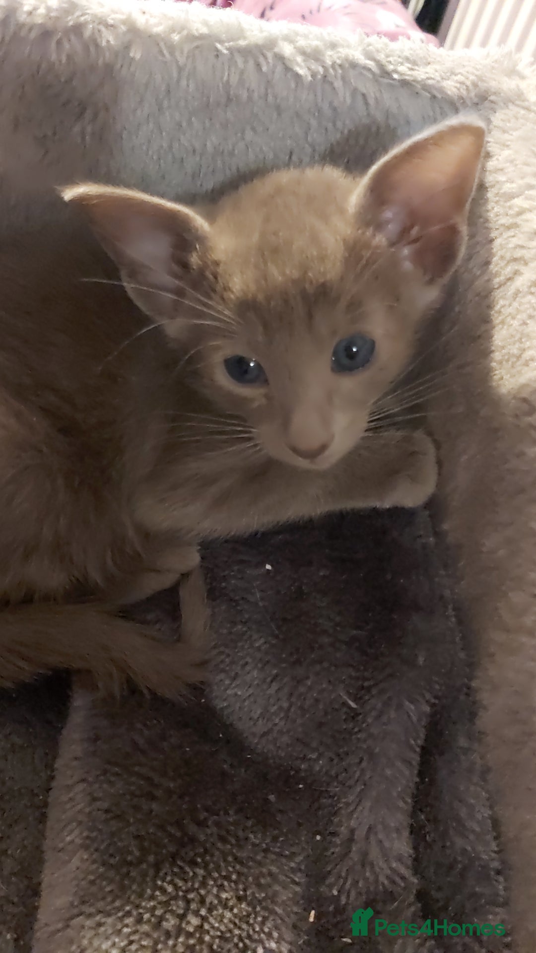 Oriental cats for sale: Full Pedigree Oriental 3 Kittens XL size ears GCCF - Image 23