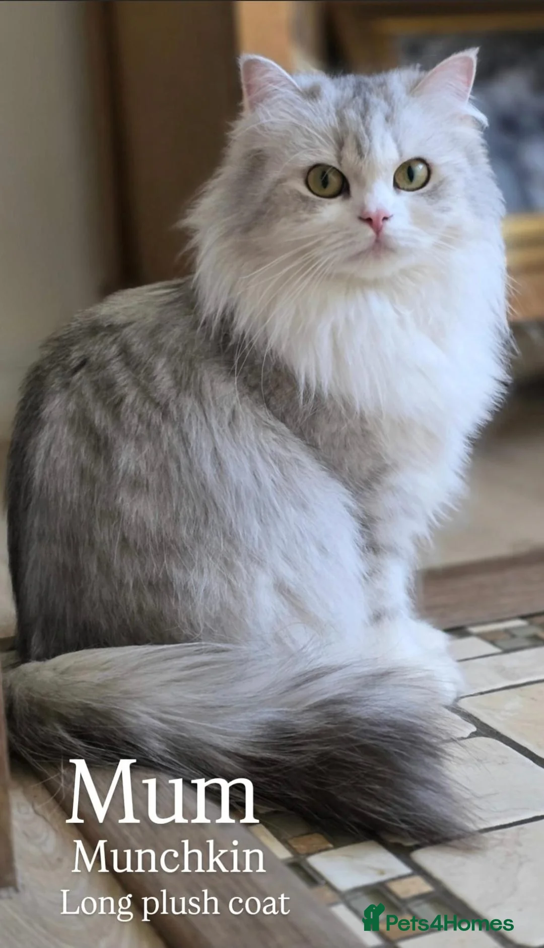 Munchkin cats for sale: Scottish Kilts ( MUNCHKIN FOLD) kittens 😸  in Gloucester - Advert 2