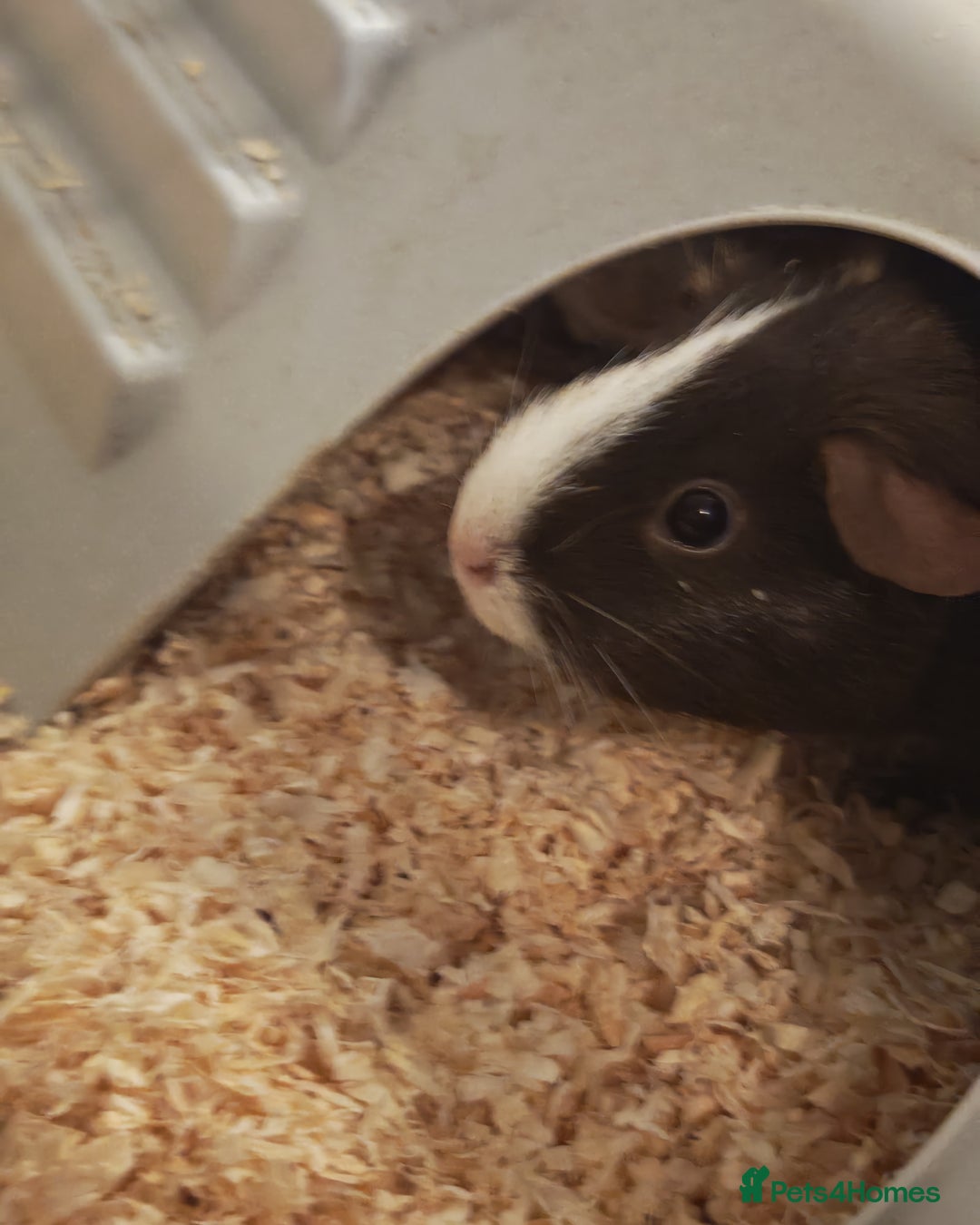 Guinea Pig rodents for sale: 2 female guinea pigs for rehoming with cage - Advert 2