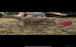 Mixed Breed dogs for sale: HUGE “TRI” MERLE CANE CORSO PUPPIES FOR SALE - Image 12