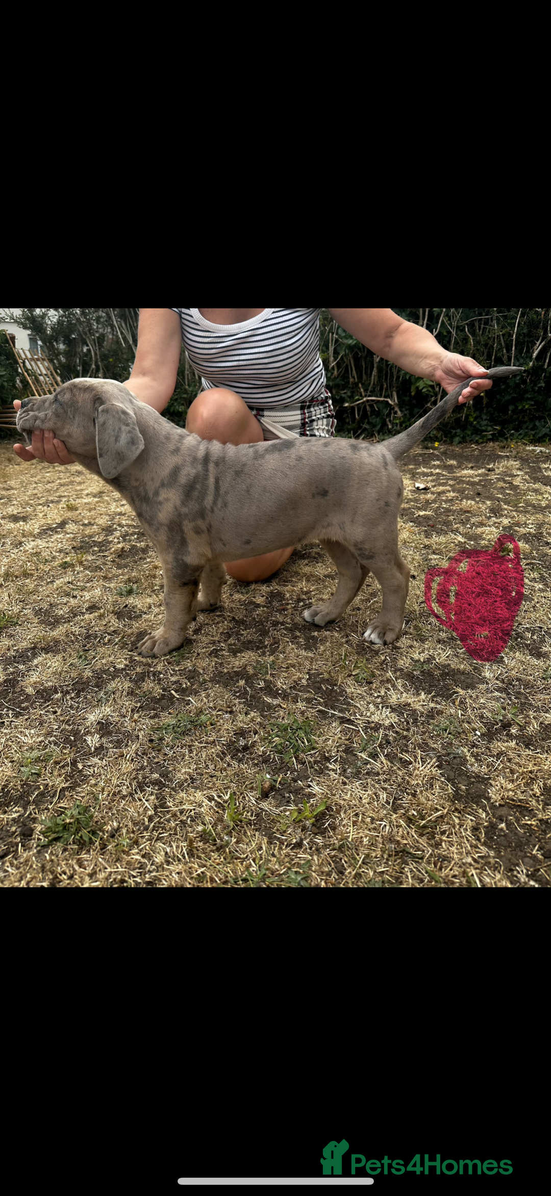 Mixed Breed dogs for sale: HUGE “TRI” MERLE CANE CORSO PUPPIES FOR SALE - Image 12
