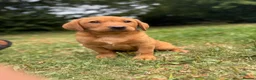 Labrador Retriever dogs for sale: Kc reg ftch Labrador puppies - Advert 19