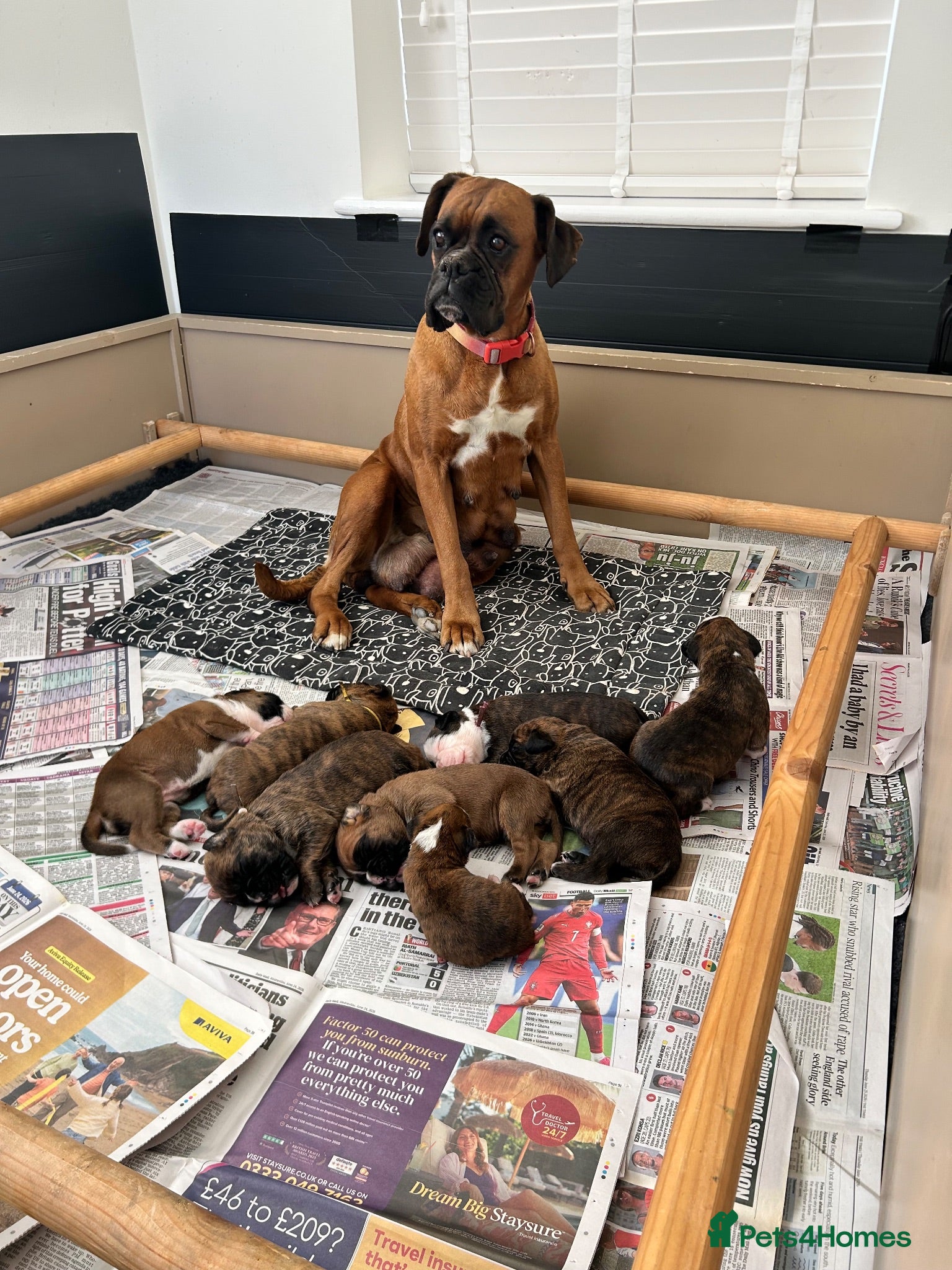 Boxer dogs Beautiful KC boxer puppies  - Advert 15