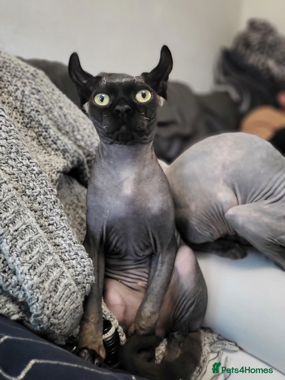 Sphynx cats for sale: Elf sphynx boy  - Advert 9