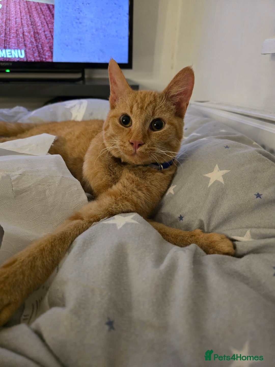 Mixed Breed cats for sale: 🐾Loving home wanted🐾 - Advert 2