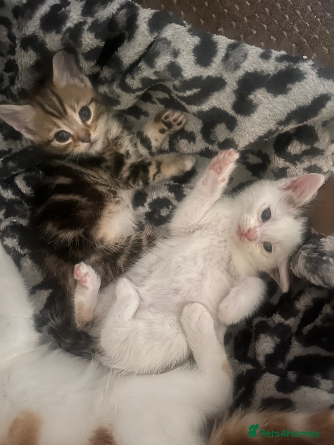 Mixed Breed cats for sale: Two Kittens  - Advert 2