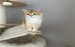 British Shorthair cats for sale: BSH Golden kittens  - Image 25