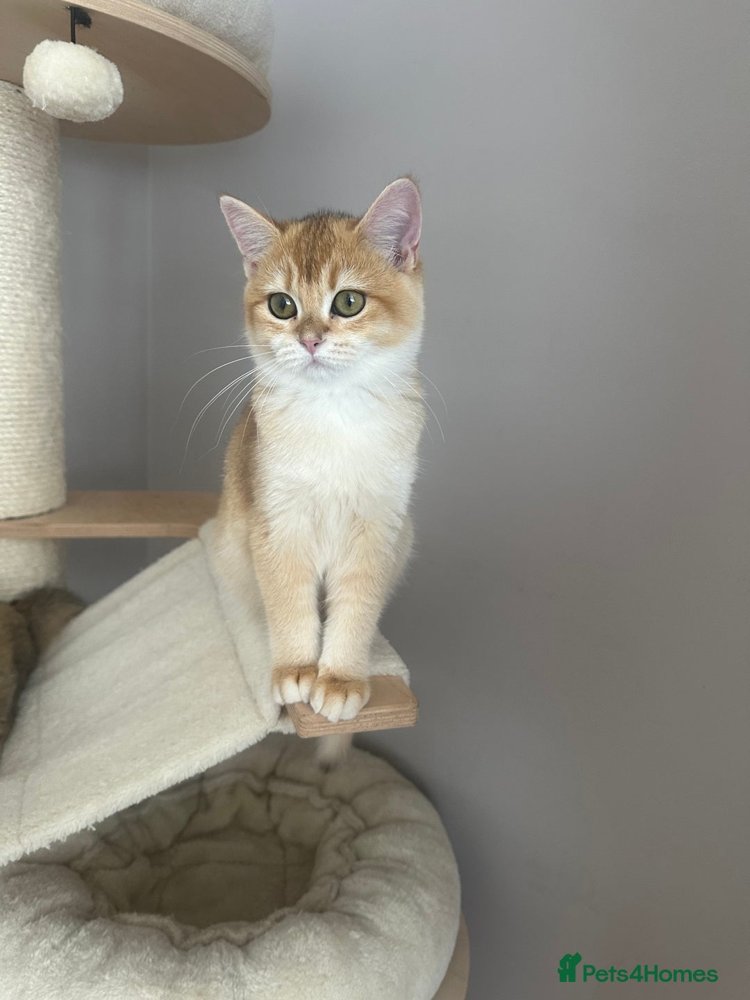 British Shorthair cats for sale: BSH Golden kittens  - Image 25