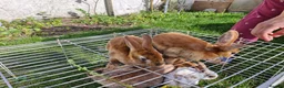 Mixed Breed rabbits for sale: bunnies in Plymouth - Advert 8