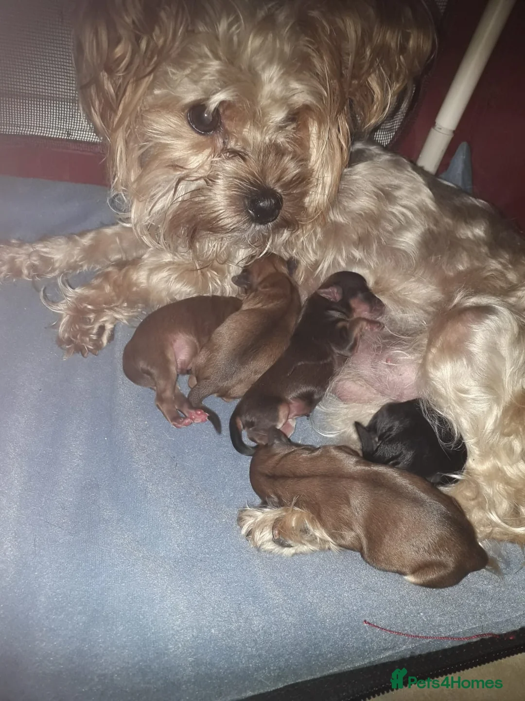 Toy Poodle dogs for stud: 🏆PROVEN🏆sable miniature poodle health tested in Havant - Advert 19