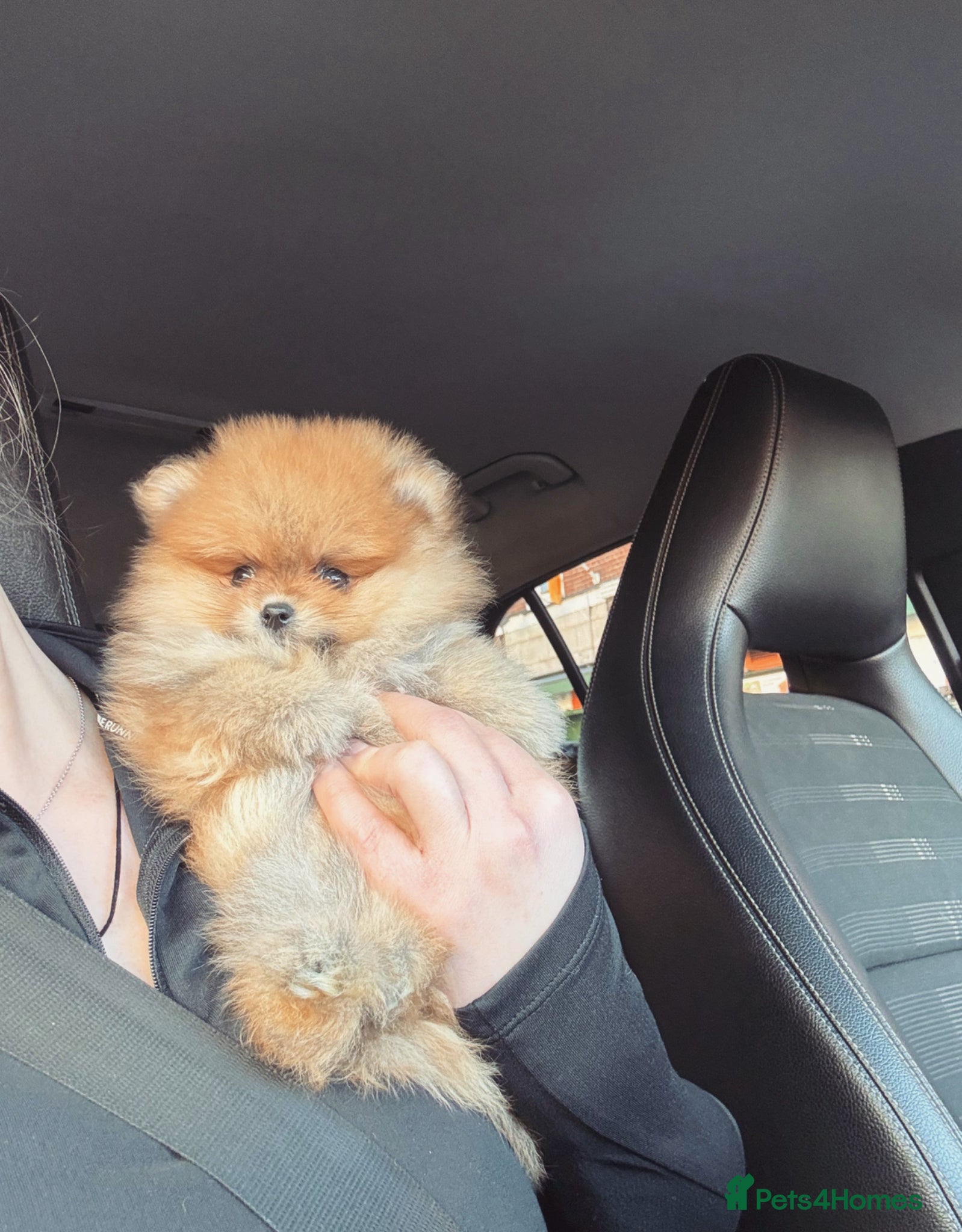 Pomeranian dogs Champion line Bear type Poms  - Advert 3