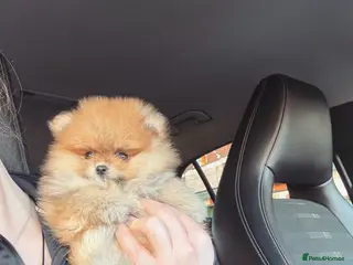 Pomeranian dogs Champion line Bear type Poms - Advert 3