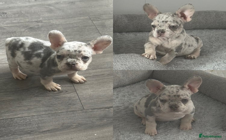 French Bulldog dogs - Advert 7