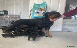 Rottweiler dogs for sale: Rottweiler puppies - Image 2