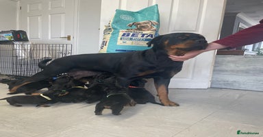 Rottweiler dogs - Advert 2