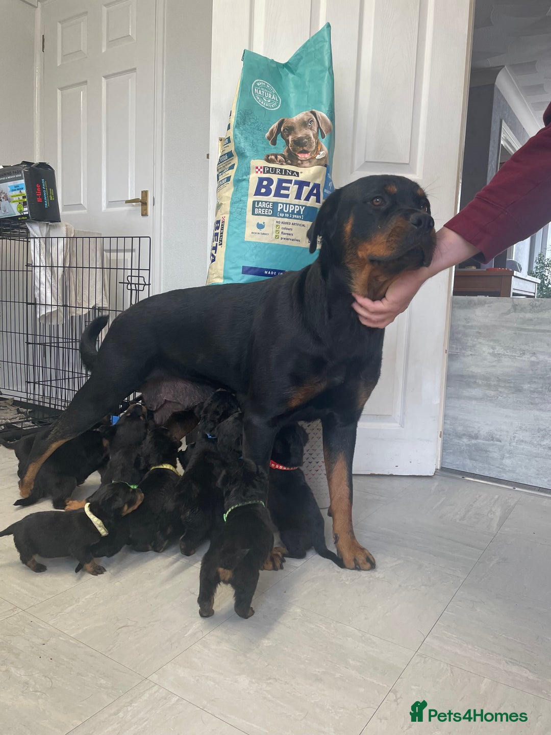 Rottweiler dogs for sale: Rottweiler puppies - Image 2