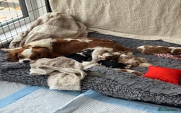 Cavalier King Charles Spaniel dogs for sale: All correct health test taken !  - Image 10