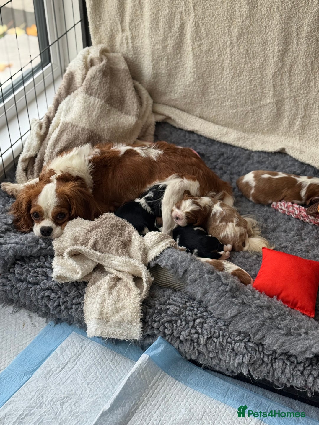 Cavalier King Charles Spaniel dogs for sale: All correct health test taken !  - Image 10