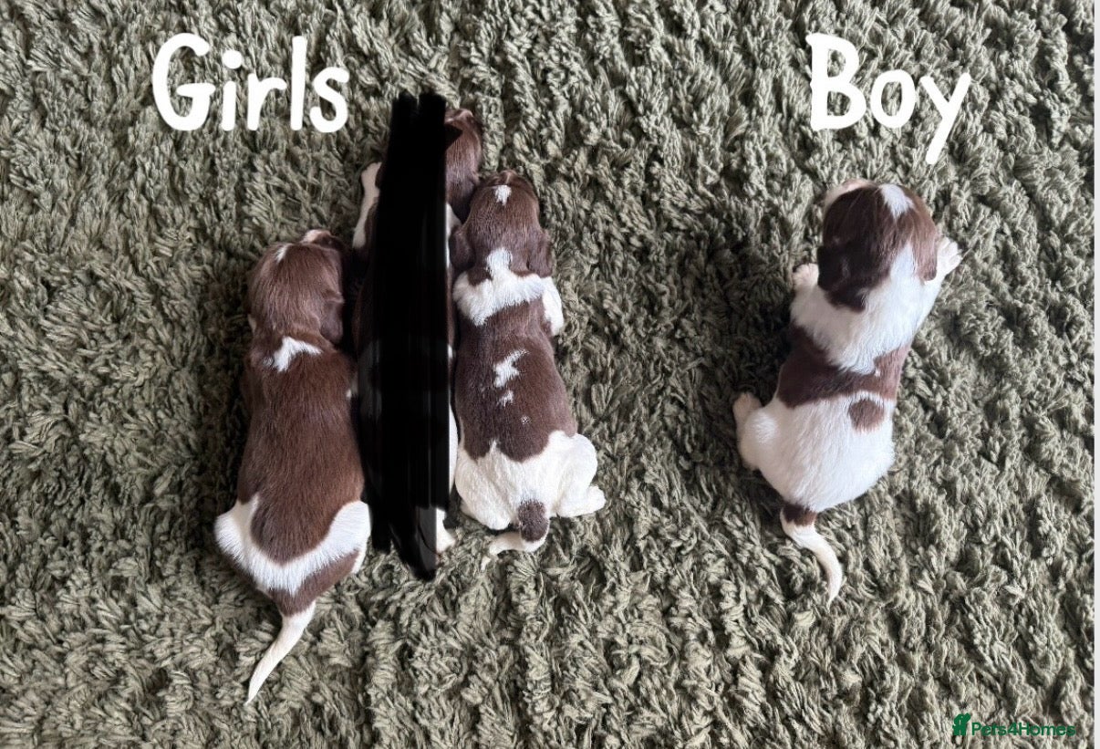 English Springer Spaniel dogs 🐶KC REG SPRINGER SPANIEL PUPPIES READY 3rd JULY🐶 - Advert 1