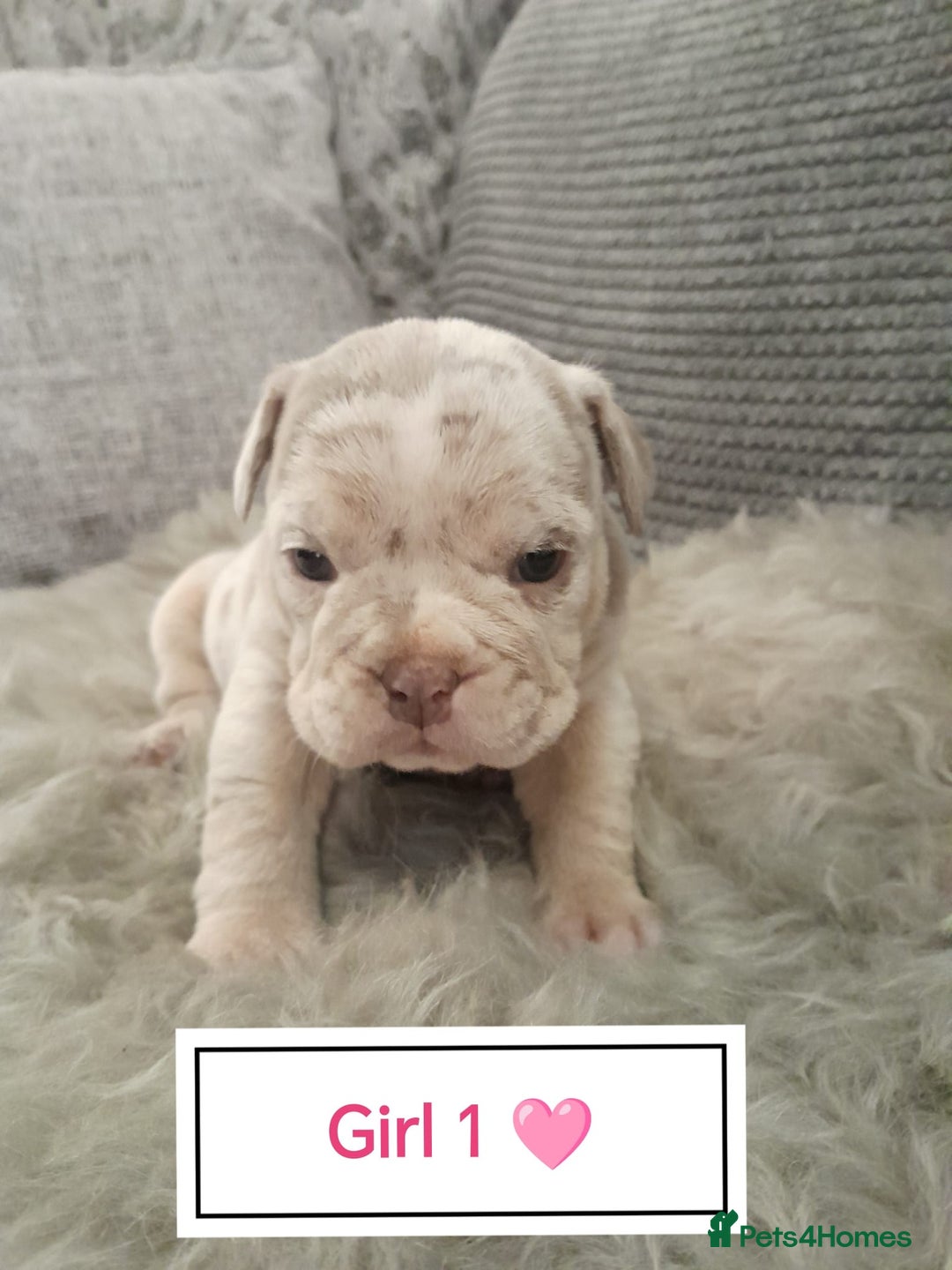 Mixed Breed dogs for sale: 🐾🐶Stunning New English Bulldog Puppies🐶🐾 - Advert 3