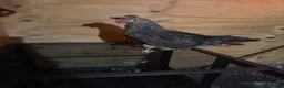 Chickens poultry for sale: Copper maran and cream legbar hens - Advert 4
