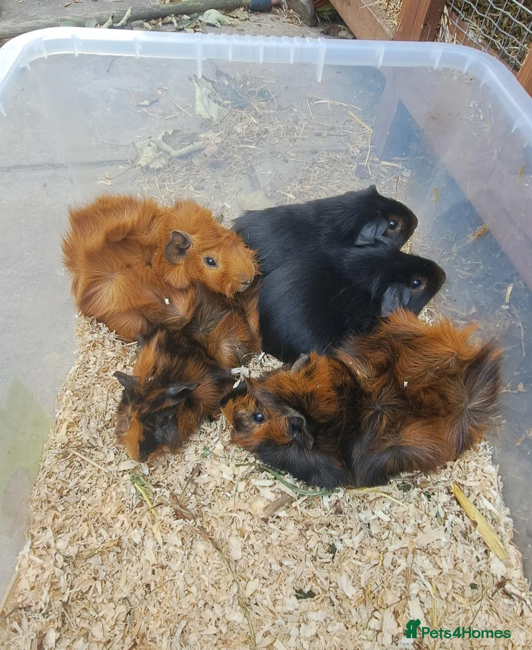 Guinea Pig rodents for sale: Baby guineas - Advert 1