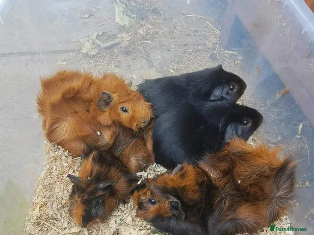 Guinea Pig rodents for sale: Baby guineas - Advert 6