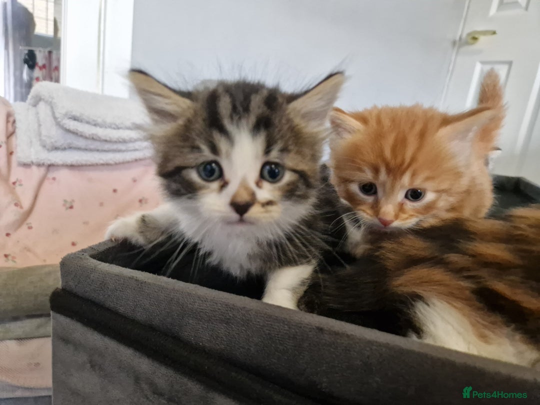 British Longhair cats for sale: Beautiful Fluffy kittens 3 Male 1 Female  - Image 3