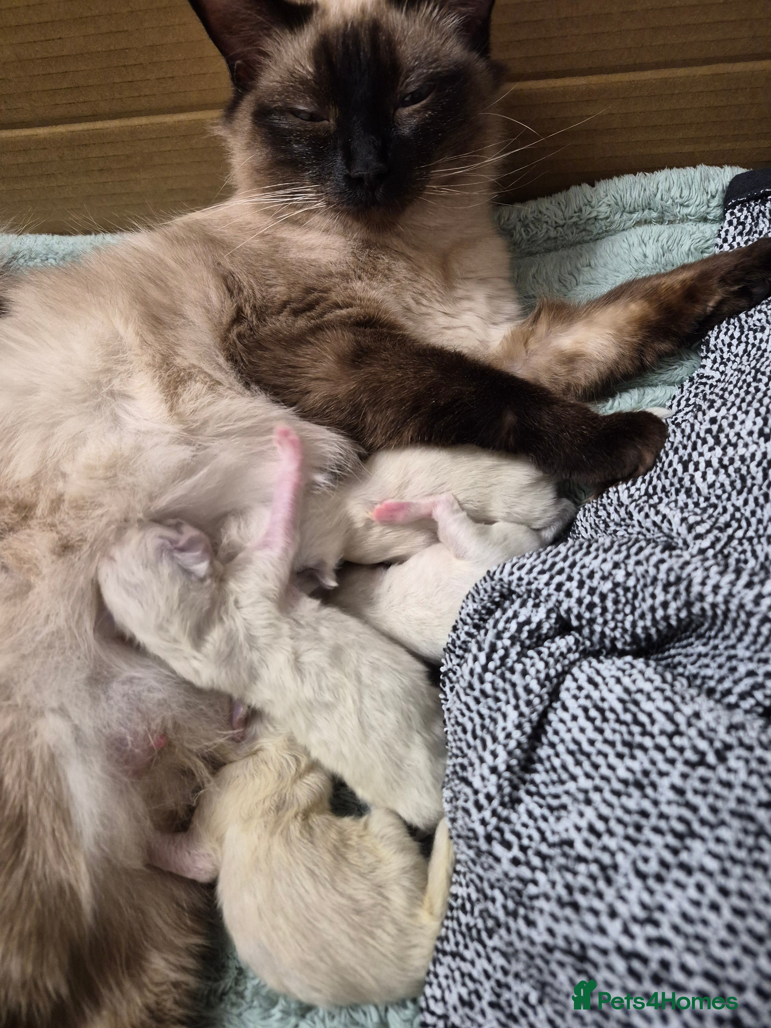 Ragdoll cats Full ragdoll male kittens in Guisborough - Advert 1