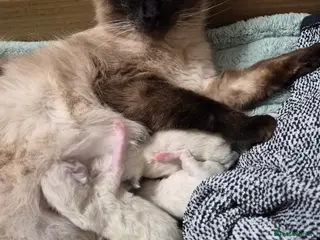 Ragdoll cats Full ragdoll male kittens in Guisborough - Advert 3