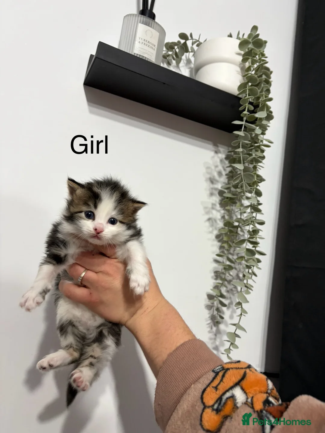 Mixed Breed cats for sale: Beautiful kittens - Advert 1