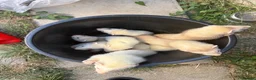 Ferret rodents for sale: Ferret kits, mixed colours  - Advert 9