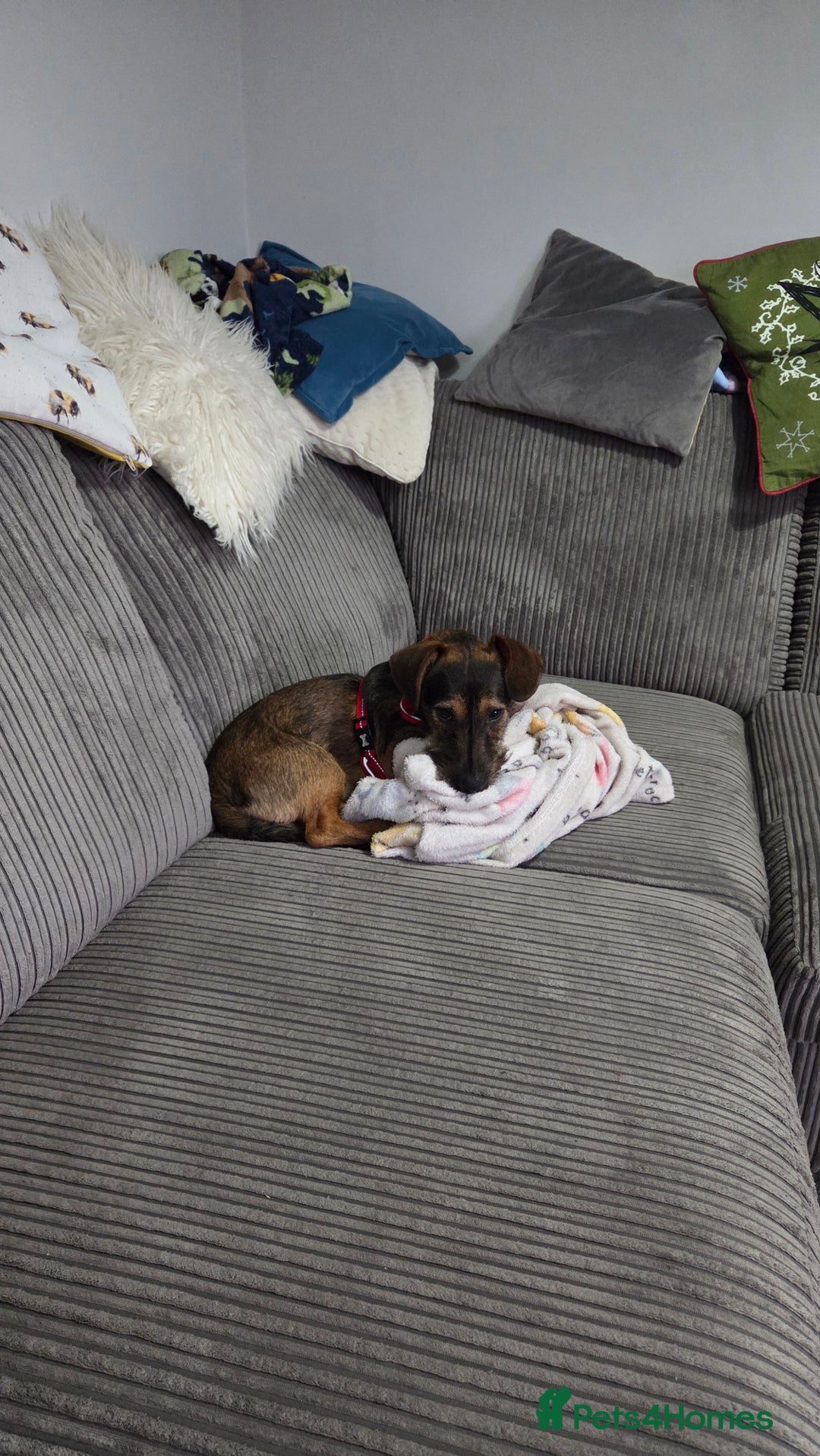 Mixed Breed dogs for sale: 9 Month Old Wired Dachshund x Jack Russell  - Advert 10