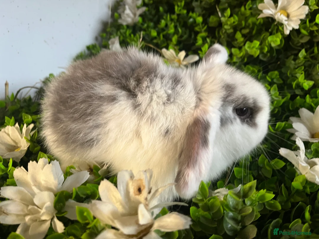 Mini Lion Lop rabbits for sale: Mini lion lops  - Advert 7