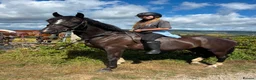 British Warmblood horses for sale: Beautiful black warmblood mare with golden temp in Maesteg - Advert 12