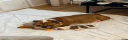 English Bulldog dogs for sale: English bulldog girl  - Advert 2