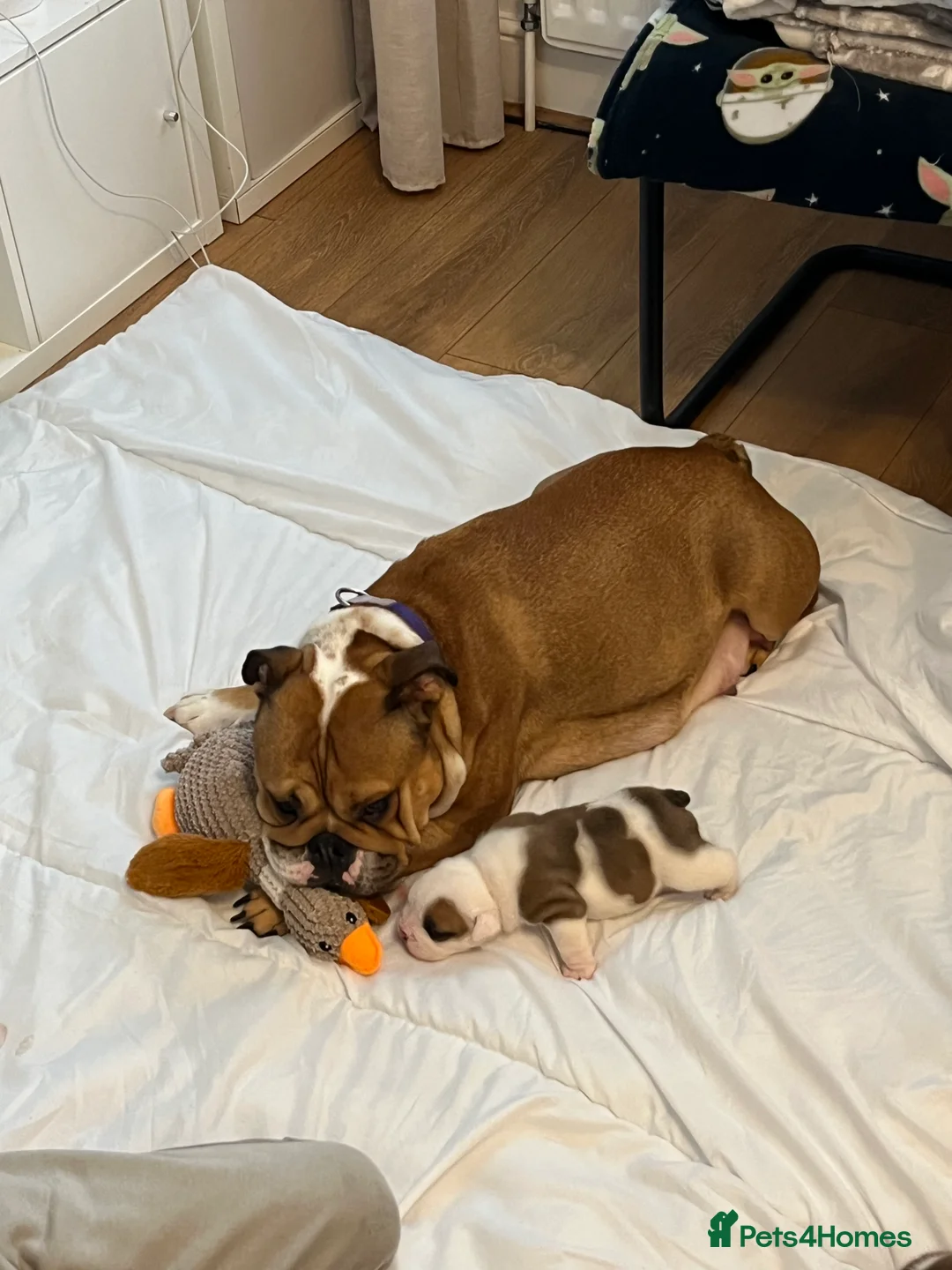 English Bulldog dogs for sale: English bulldog girl  - Advert 2