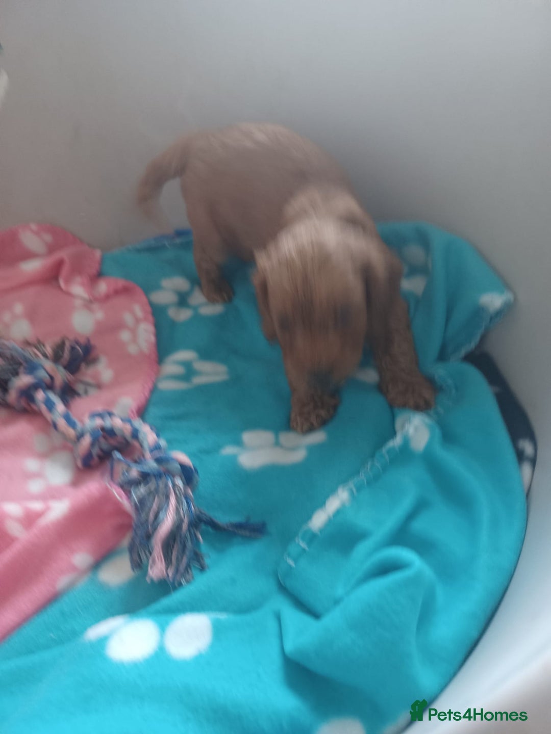 Cockapoo dogs for sale: F1 cockapoo puppies - Image 10