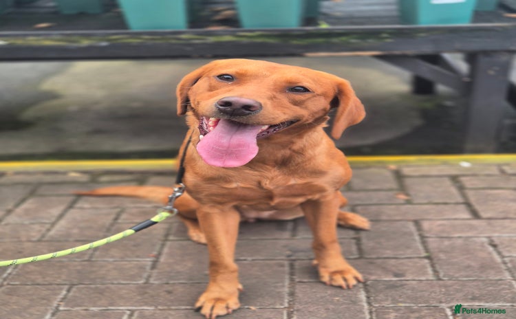 Labrador Retriever dogs - Advert 12
