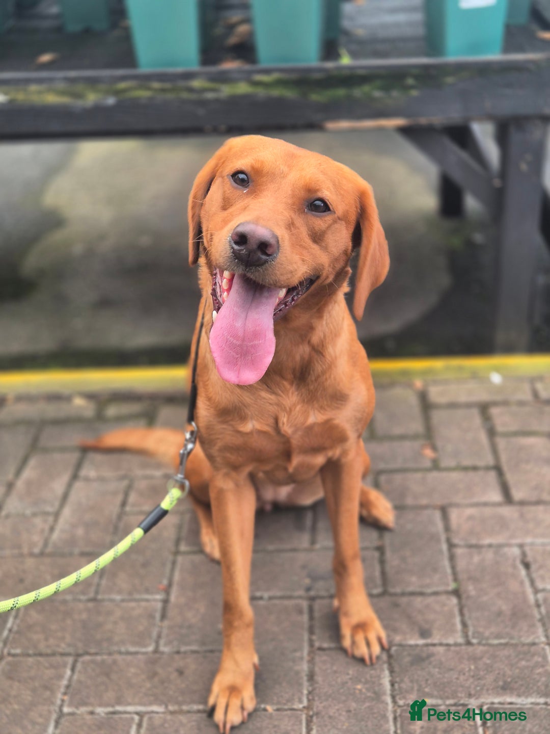 Labrador Retriever dogs for sale: Labrador puppies ready for last week December  - Image 1