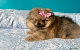 Pomeranian dogs for sale: Luxurious Tiny Pomeranian - 900g/11 weeks old - Image 15
